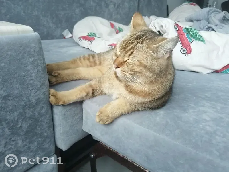 Кошка найдена: пр. Строителей, 20А - photo