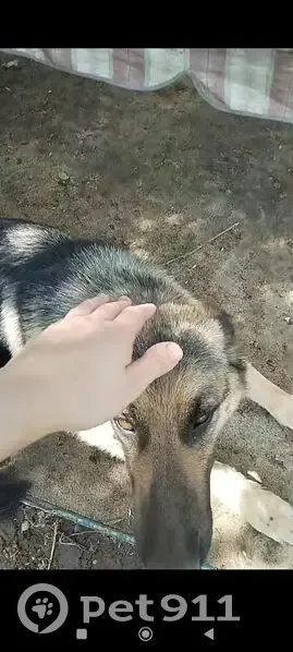 Пропала овчарка, Северо-Западное шоссе, 2 - photo