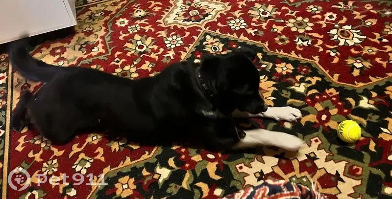 Собака найдена на Луначарского, 6, Воронеж - photo