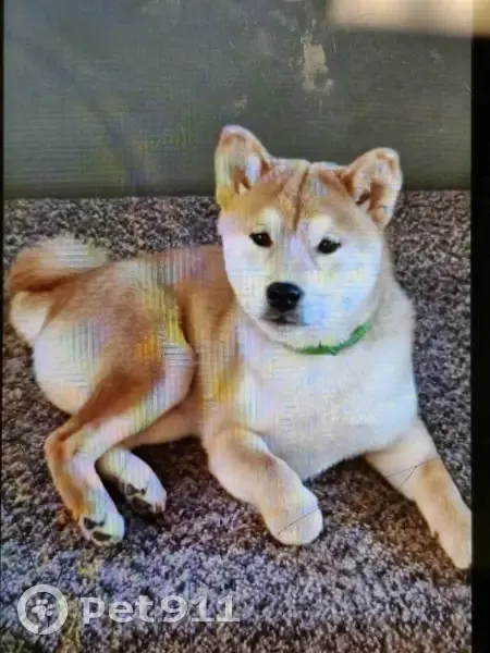 Пропала собака, пр. Наставников, СПб - photo