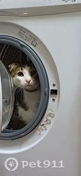 Пропала кошка, ул. Г. Алиева 9, Дербент - photo