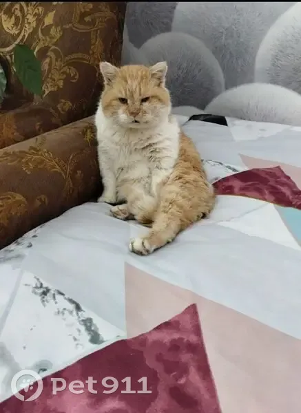 Пропал кот Рыжик в селе Малое Гагарино - photo