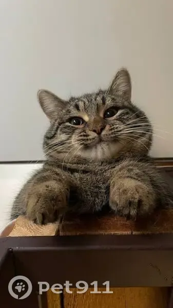 Пропала кошка, Изыскательская 175, Самара - photo