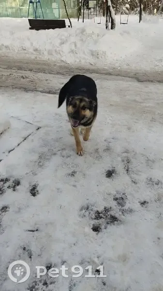 Пропала собака, Жаворонки, Железнодорожная 17 - photo