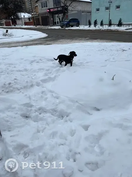 Найдена собака, ул. Подтёлкова, 33 - photo