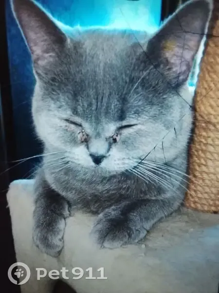 Пропала британская кошка, ул. Красной Звезды, Чита - photo