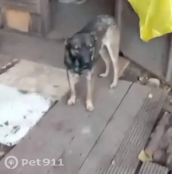 Пропала собака, ул. Освобождения 95, Иркутск - photo