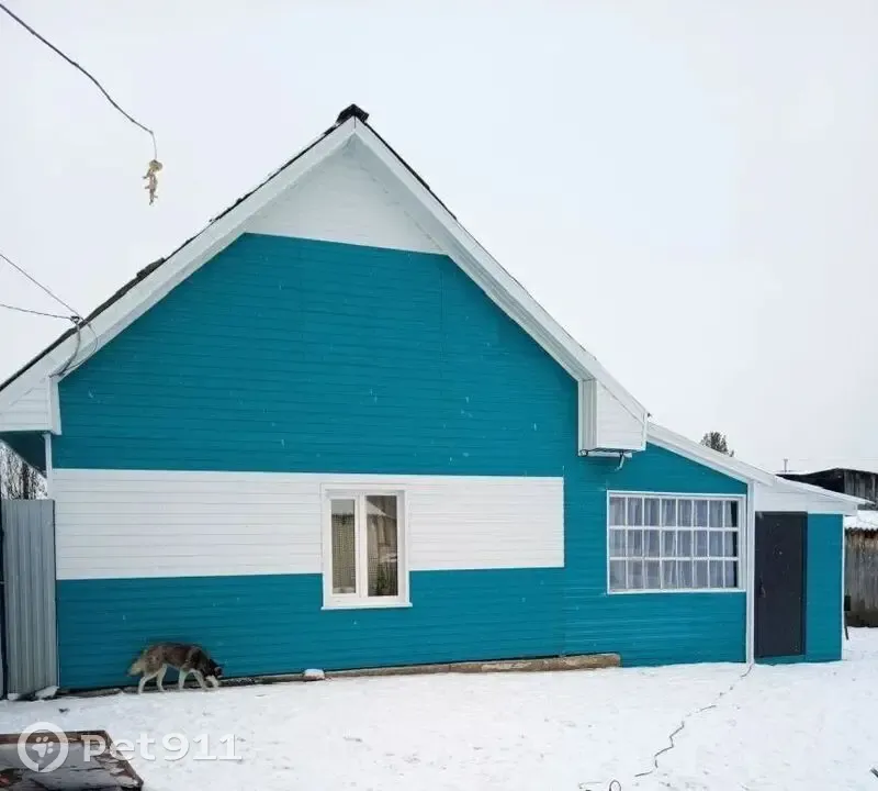 Пропала собака в Кемеровской области - photo