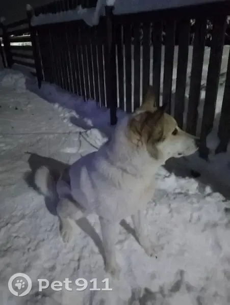 Пропала лайка, Гамы, Пермский край - photo