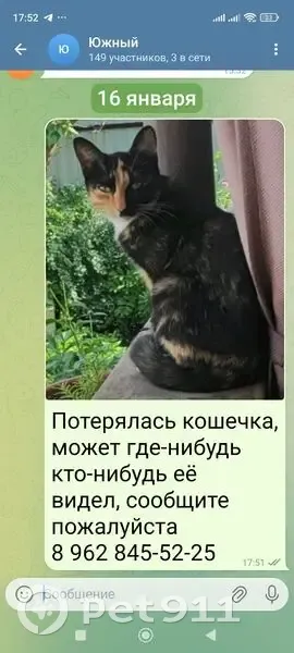 Пропала кошка, Целинная ул., Абакан - photo