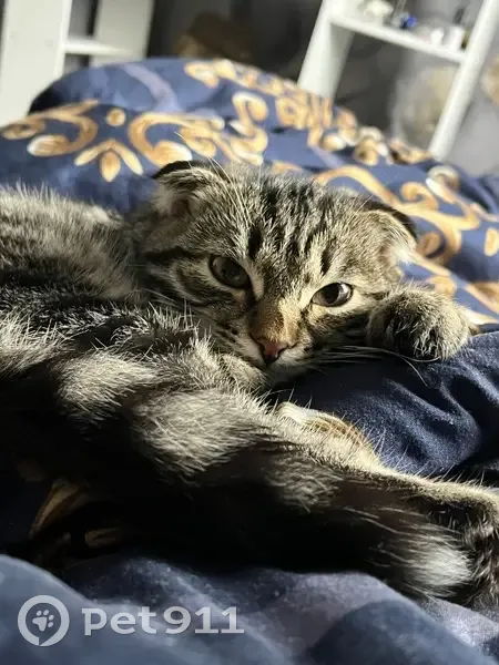 Пропала кошка, ул. Красной Делегатки 23 - photo