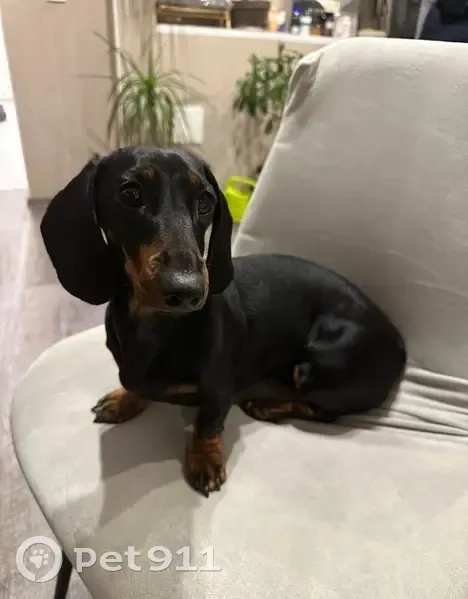 Пропала собака, ул. Писарева, Калининград - photo