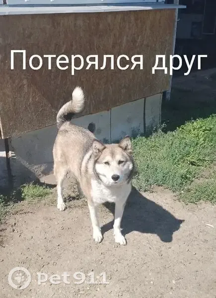 Пропала собака, Марковское поселение - photo