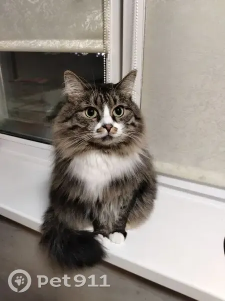 Пропала кошка, ул. Строителей, 15, Яр. - photo