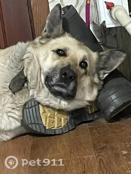 Пропала овчарка, Волховская ул., Новосибирск - photo