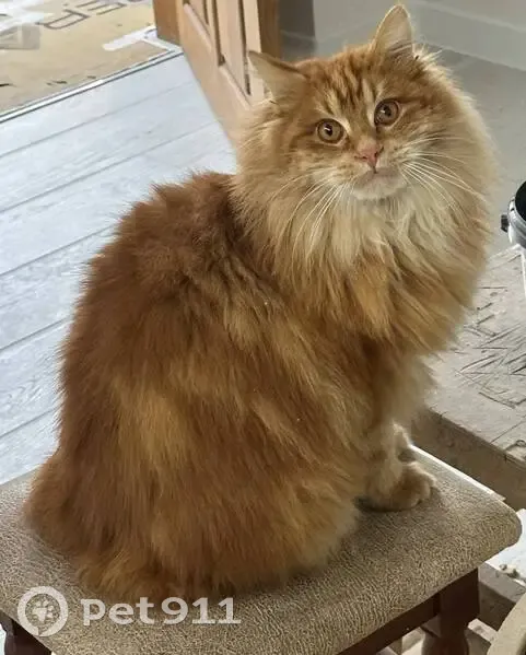 Пропала кошка, Луговая 56, Сальск - photo