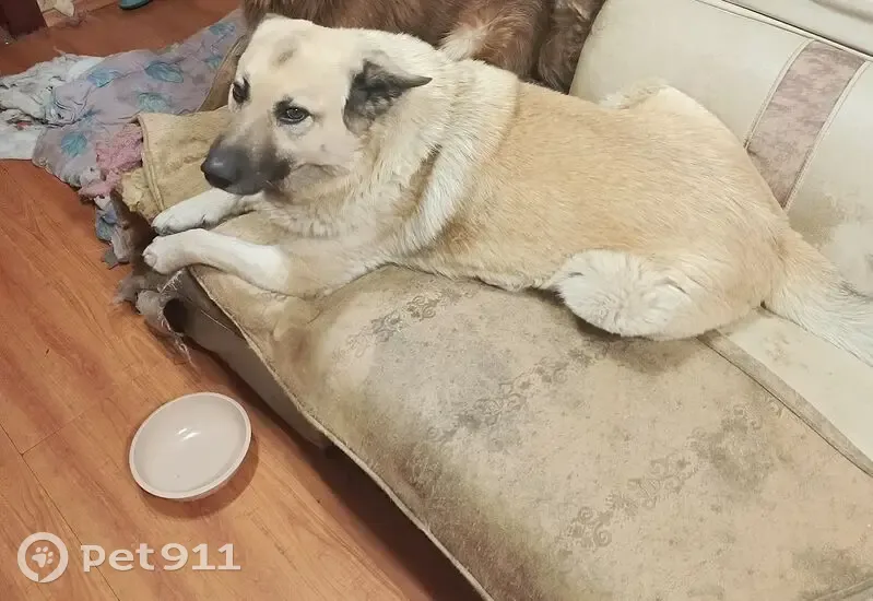 Пропала собака, ул. Лобачевского, Иркутск - photo