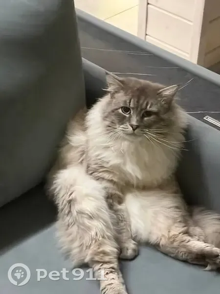 Пропала кошка в Ямкино, МО - photo