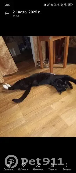 Пропала кошка, Уральский пер., Балашов - photo