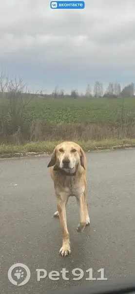 Пропала собака в Боринском, Липецкая обл. - photo