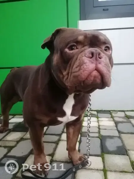 Пропала собака, ул. Калараша 7Б, Туапсе - photo