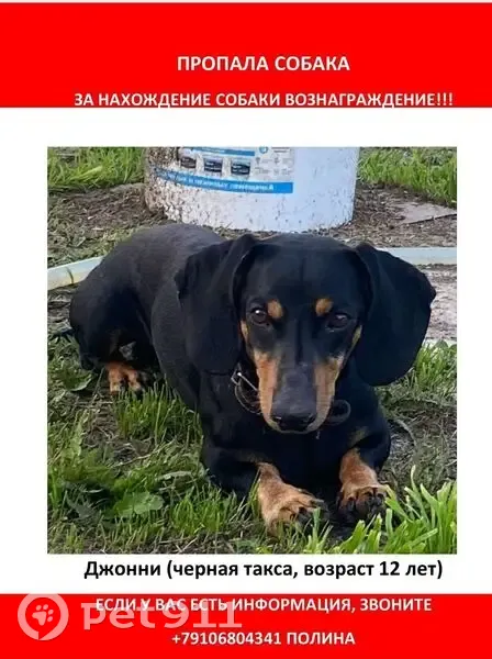 Пропала такса, Шуя — Клетино — Понькино - photo