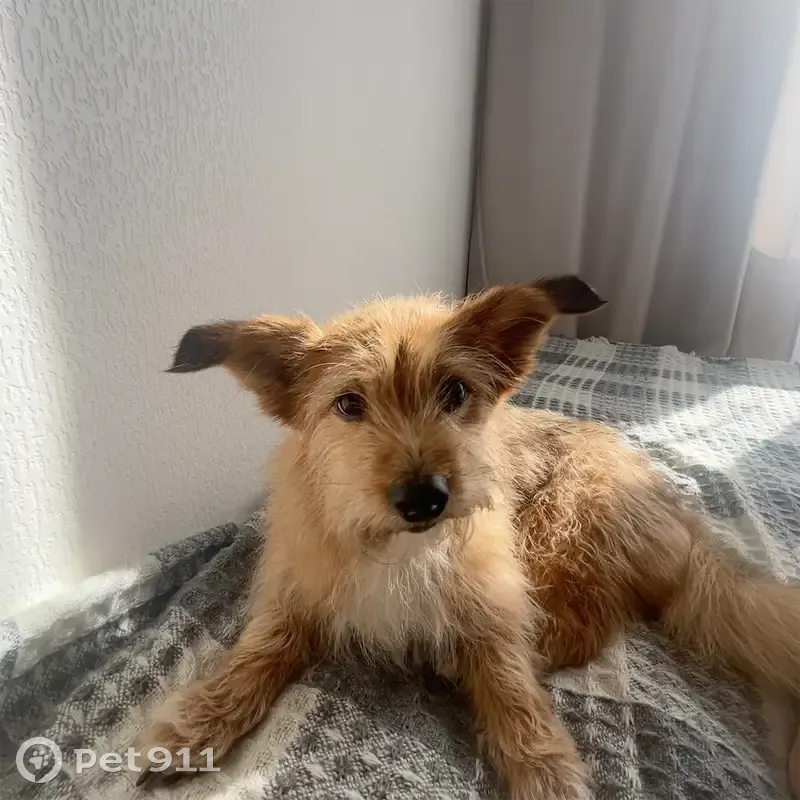 Пропала собака, ул. Порошина 37, Кировград - photo