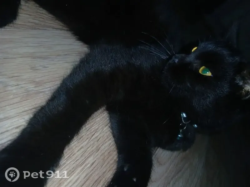 Пропала чёрная кошка, Ясная ул., 4 - photo