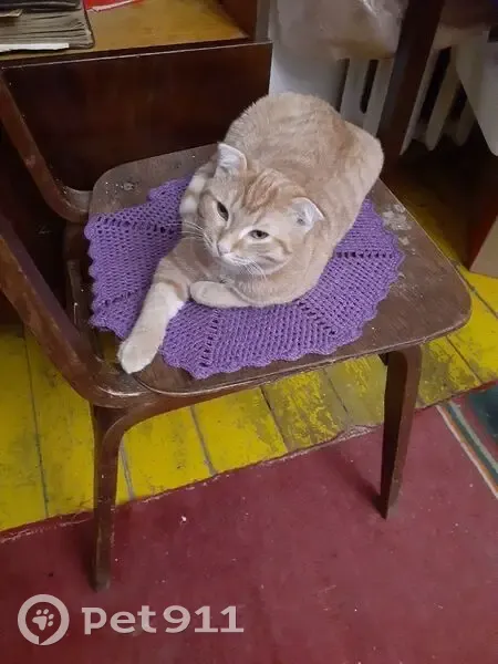 Пропал кот Яша, ул. Пассека, Тобольск - photo