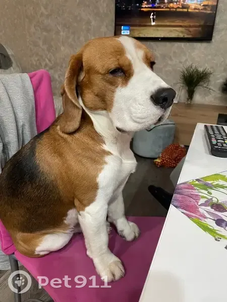 Пропала собака, Смоленская область - photo