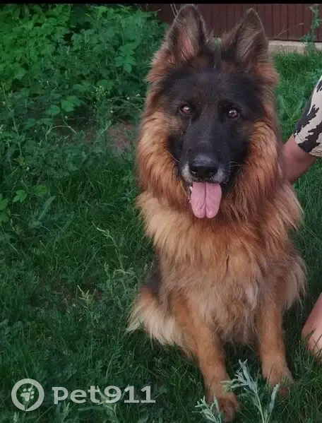 Пропала собака Гера, Оренбург, Пойменная 10 - photo