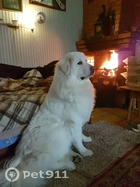 Пропала собака на Советской ул., Карабаново - photo