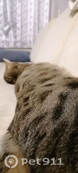 Пропала кошка, ул. Восстания, 93А, Казань - photo