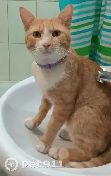 Пропала кошка на 2-й Болотной, 31, Шуя - photo