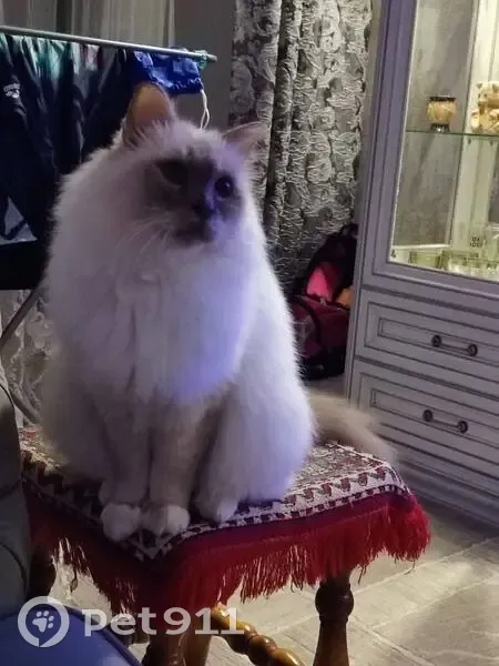 Пропала кошка, ул. Крупской, Лебедянь - photo