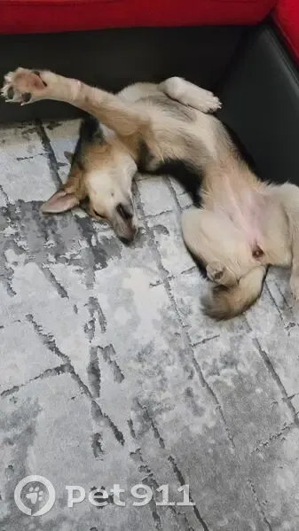 Собака найдена на ул. Молодцова, Рязань - photo