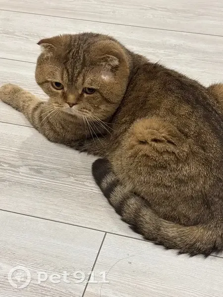 Кошка найдена: Краснодар, ул. Спокойный, 22 - photo