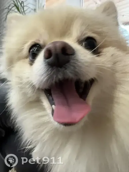 Пропала собака на Июньской улице, Буньково - photo