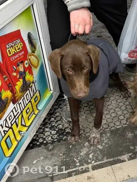 Ласковый пёс найден: Шаповалова 1Б, Ростов - photo