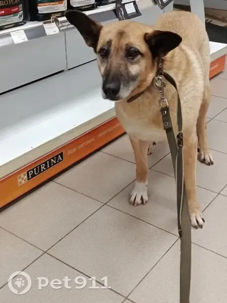 Собака найдена у ЖК КУРС, Петрозаводск - photo