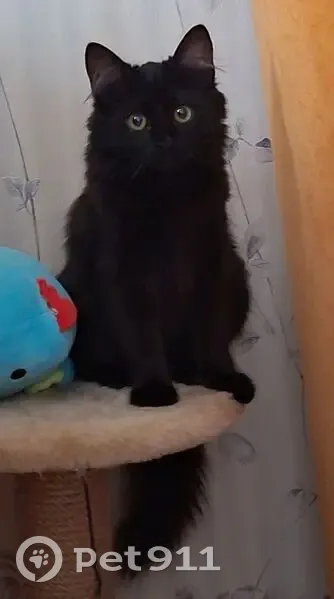 Пропала кошка у жд станции Тамань А-290 - photo