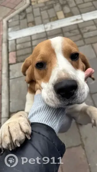 Пропала собака, ул. Врача Попова, Чердаклы - photo