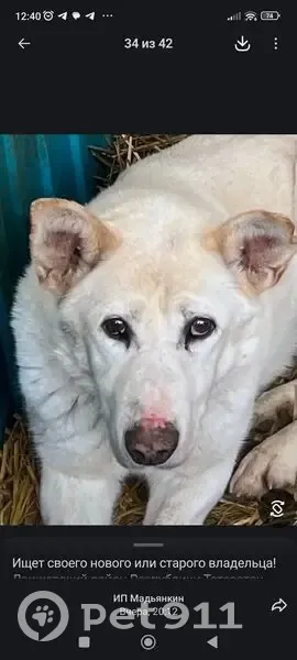 Пропала собака на Овражной 34, Ульяновск - photo