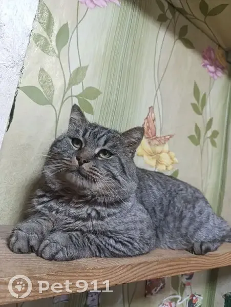 Пропала кошка, Курск, Верхняя Казацкая 46 - photo