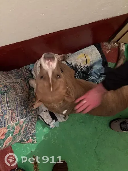 Питбуль найден у магазина 