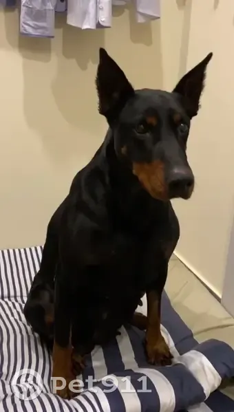 Найдена собака, Майкоп, Шоссейная 22 - photo