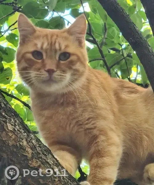 Пропала кошка, Чертковский пер., 14, Ростов - photo