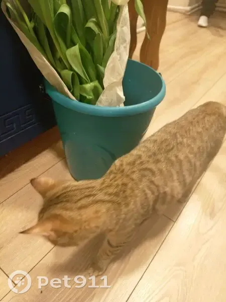 Пропала кошка, Красный проспект, Нск - photo