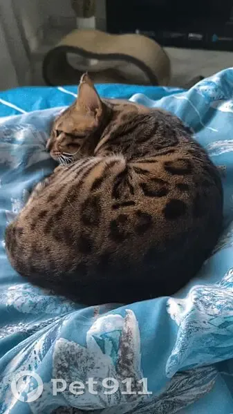 Пропала кошка, Сириус, А-147, Мзымта - photo