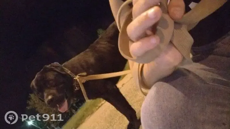 Пропала черная собака, Шаумяна 10, Армавир - photo